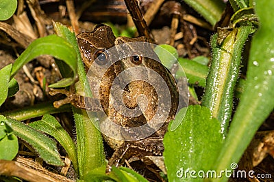 Northern Spring Peeper- Pseudacris crucifer Stock Photo