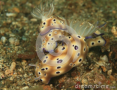 Two nudibranches Stock Photo