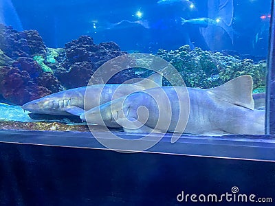Two nurse sharks in the shark viewing tunnel at Seaworld in Orlando, Florida Editorial Stock Photo