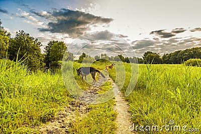 Two observant and curious dogs, a German Shepherd and a bastard Mechelen shepherd Stock Photo