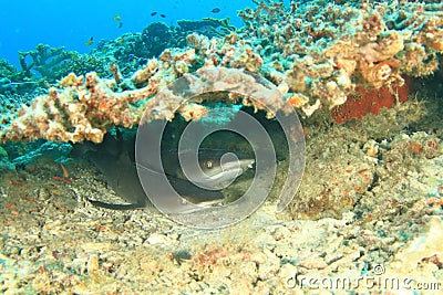 Two whitetip reef sharks hiding under hard corals on coral reef Stock Photo