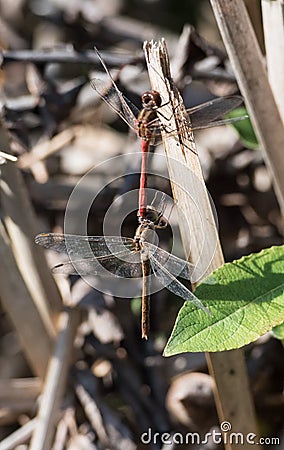 Two Odonata insects mating Stock Photo