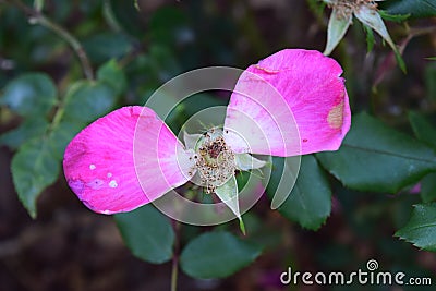 Two old pink petals left on this dying flower bloom Stock Photo