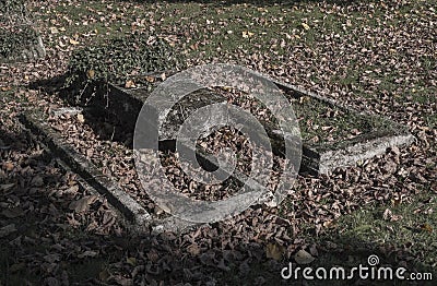 Two old unkept dissolute abandoned graves with ivy and fallen le Stock Photo