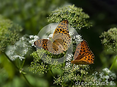 Two orange butterfly `field mother of pearl` sits on a white flower on a green background Stock Photo