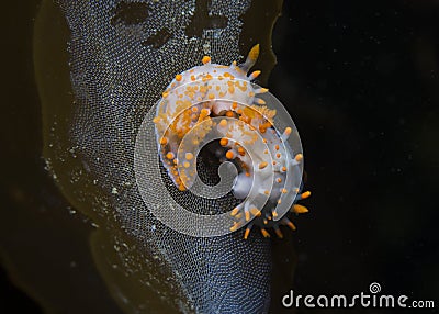 Two Orange-clubbed sea slugs Stock Photo