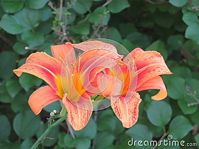 Two Orange Daylily flower with green leaves Stock Photo