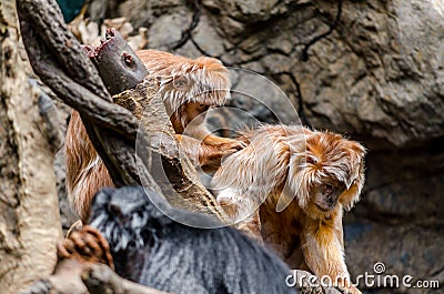 Two Orange Ebony Langurs Grooming Each Other Atop a Maze of Branches in an Asian Jungle Environment Stock Photo