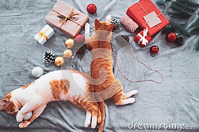 Two orange kittens on carpet in christmas holiday with decoration and ornament. Stock Photo