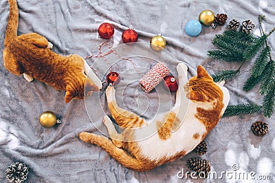 Two orange kittens on carpet in christmas holiday with decoration and ornament. Stock Photo