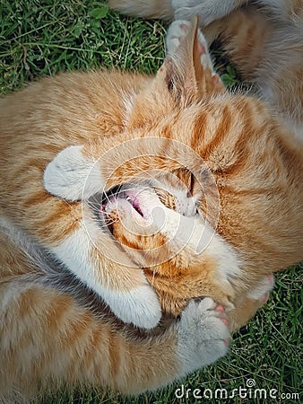 Two orange kittens playing together outdoors on the grass. Funny and playful ginger cats fighting games, biting and hugging Stock Photo