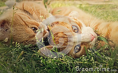 Two orange kittens playing together outdoors on the grass. Funny and playful ginger cats fighting games, biting and hugging Stock Photo