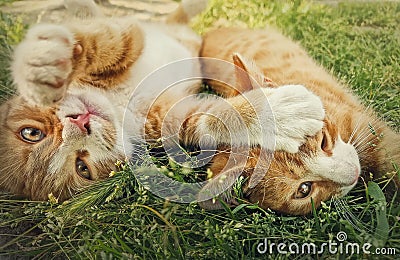 Two orange kittens playing together outdoors on the grass. Funny and playful ginger cats fighting games, biting and hugging Stock Photo