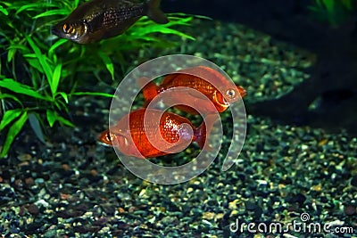 Two orange Red rainbowfish on the background of pebbles at the bottom of the aquarium Stock Photo