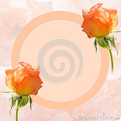 Two orange roses flower on cream circle on blur flowers background, banner, template, copy space Stock Photo