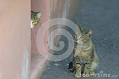 Two ordinary home tabby cats near the wall of building. The background is blurred Stock Photo
