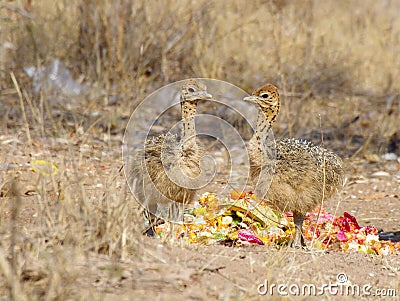 Two ostrich chicks eating some fruit leftovers Stock Photo