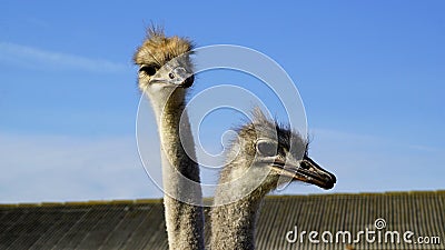 Two ostrich head closeup. Stock Photo