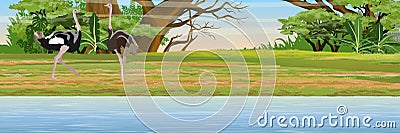 Two ostriches in African savannah. Lake and jungle. Vector Illustration