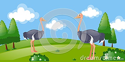 Two ostriches in the park Vector Illustration