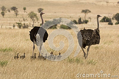 Two ostriches (Struthio camelus) with babies in savannah Stock Photo