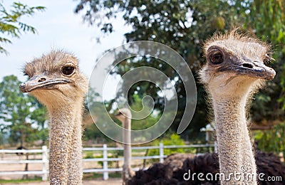 Two ostrichs Stock Photo