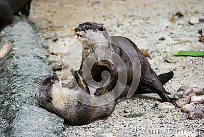 Two otters playing in the garden Stock Photo