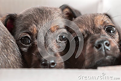 Two outbred puppies in a cardboard box on a white background Stock Photo