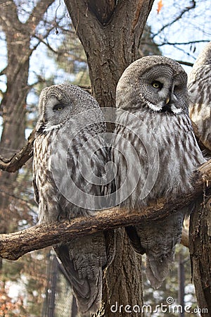 Two owls Stock Photo