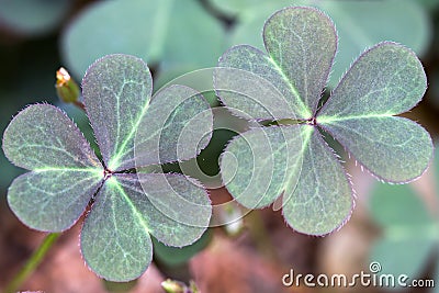 Two oxalis corniculata leaves Stock Photo