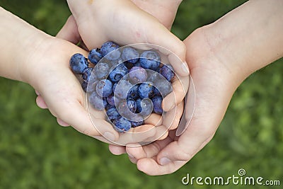 Two pairs of hands holding a handful of blueberries on blurred grass background. Stock Photo