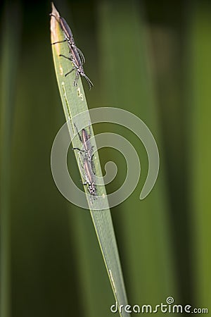 Two pairs of long black insects copulate, close up Stock Photo