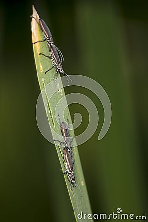 Two pairs of long black insects copulate Stock Photo