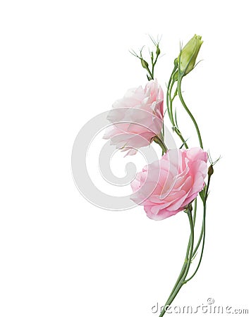 Two pale pink flowers Stock Photo