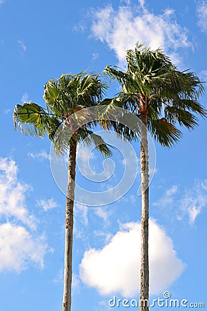 Two Palm Trees Stock Photo