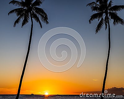 Two Palm trees in the sunset Stock Photo