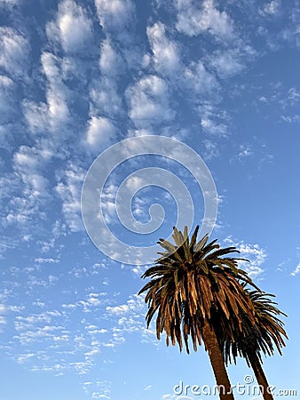 Two Palms Under a Spotted Blue Sky Stock Photo