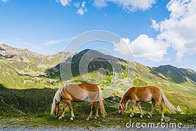 Two palomino horses browsing with mountains and sky Stock Photo