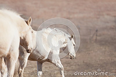 Two Palomino horses walking downhill Stock Photo