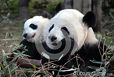 Two pandas at Chengdu Panda Reserve Chengdu Research Base of Giant Panda Breeding in Sichuan, China. Stock Photo