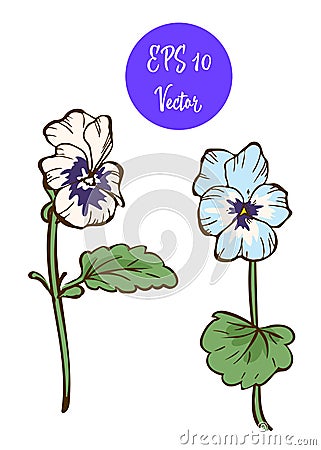 Two pansies flower vector illustration, beautiful flowers isolated on white background. Cartoon Illustration