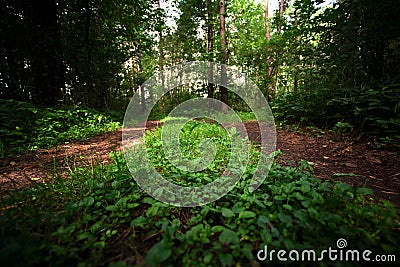 Two parallel paths Stock Photo