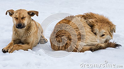 Two pariah dogs on snow Stock Photo