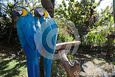 Two Parrots Stock Photo