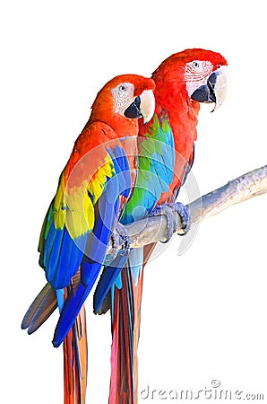 Two parrots red in tropical forest birds sit on a branch isolated on white background. Stock Photo