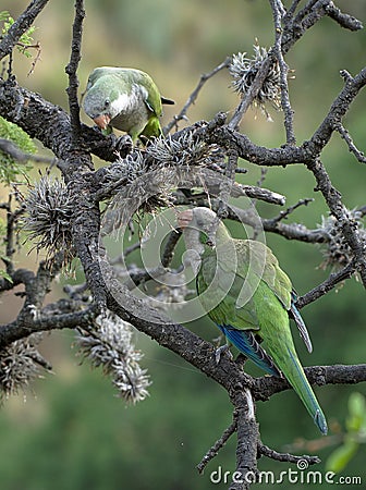 Merlo parrots Stock Photo