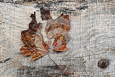 A two-part autumn leaf on a wooden background Stock Photo