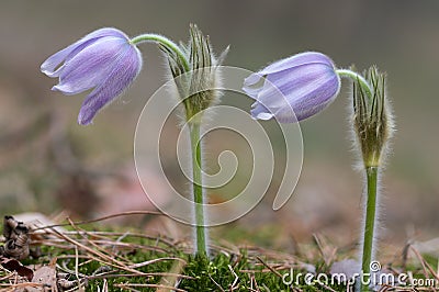 Two pasque flower Stock Photo