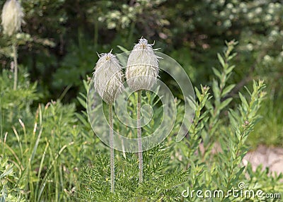 Two Pasqueflower feather-like `mouse-on-a-stick` seedheads, Mount Rainier National Park Stock Photo