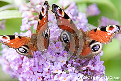 Two peacock butterflies on pink flower Stock Photo